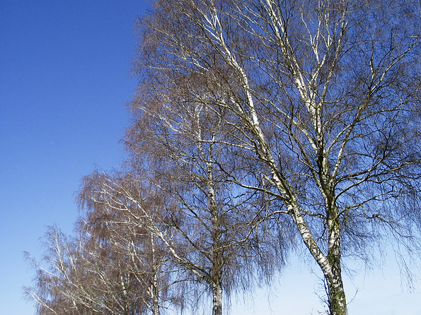Birken-IMG_7490-F4
